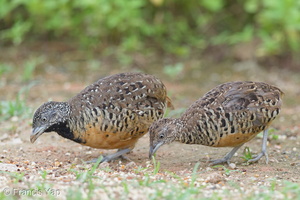 Barred Buttonquail-160803-102EOS1D-F1X28997-W.jpg (4533 visits) Barred Buttonquail at Punggol Barat Barred Buttonquail-160803-102EOS1D-F1X28997-W.jpg