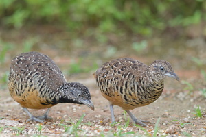 Barred Buttonquail-160803-102EOS1D-F1X29205-W.jpg (4638 visits) Barred Buttonquail at Punggol Barat Barred Buttonquail-160803-102EOS1D-F1X29205-W.jpg
