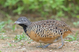 Barred Buttonquail-160803-102EOS1D-F1X29328-W.jpg (4651 visits) Barred Buttonquail at Punggol Barat Barred Buttonquail-160803-102EOS1D-F1X29328-W.jpg
