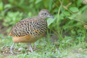 Barred Buttonquail-160829-103EOS1D-F1X29773-W.jpg (4593 visits) Barred Buttonquail at Punggol Barat Barred Buttonquail-160829-103EOS1D-F1X29773-W.jpg