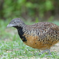 Barred_Buttonquail-160829-103EOS1D-F1X29984-W.jpg