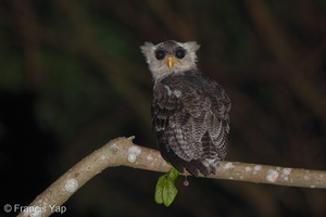Barred Eagle-Owl-180816-117EOS1D-F1X23484-W.jpg