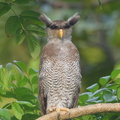 Barred_Eagle-Owl-180829-102EOS5D-FY5S5795-W.jpg