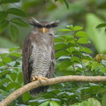 Barred Eagle-Owl-180829-117EOS1D-F1X24284-W.jpg