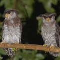 Barred_Eagle-Owl-180901-117EOS1D-F1X25086-W.jpg