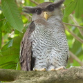 Barred_Eagle-Owl-190815-118EOS1D-F1X29147-W.jpg