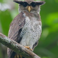 Barred_Eagle-Owl-210106-129MSDCF-FYP02415-W.jpg