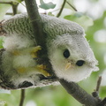 Barred_Eagle-Owl-210407-106MSDCF-FRY09572-W.jpg