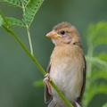 Baya_Weaver-140810-117EOS1D-FY1X8555-W.jpg