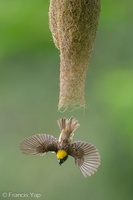 Baya Weaver-240526-229MSDCF-FYP01895-W.jpg (1979 visits) Baya Weaver at Springleaf Nature Park Baya Weaver-240526-229MSDCF-FYP01895-W.jpg