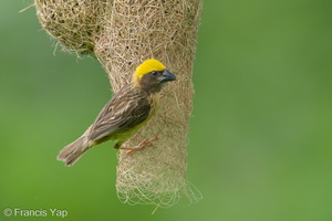 Baya Weaver-240526-229MSDCF-FYP06767-W.jpg (1959 visits) Baya Weaver at Springleaf Nature Park Baya Weaver-240526-229MSDCF-FYP06767-W.jpg