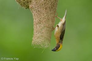 Baya Weaver-240526-229MSDCF-FYP07339-W.jpg (2028 visits) Baya Weaver at Springleaf Nature Park Baya Weaver-240526-229MSDCF-FYP07339-W.jpg
