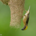 Baya Weaver-240526-229MSDCF-FYP07339-W.jpg