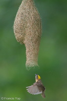 Baya Weaver-240528-230MSDCF-FYP07410-W.jpg (1959 visits) Baya Weaver at Springleaf Nature Park Baya Weaver-240528-230MSDCF-FYP07410-W.jpg