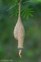 Baya Weaver-240530-230MSDCF-FYP09853-W.jpg (1989 visits) Baya Weaver at Springleaf Nature Park Baya Weaver-240530-230MSDCF-FYP09853-W.jpg