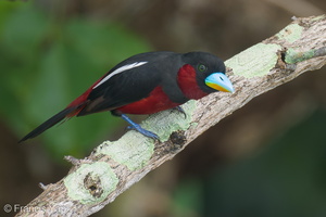 Black-and-red Broadbill-230604-206MSDCF-FYP01218-W.jpg (2803 visits) Black-and-red Broadbill at Chek Jawa, Pulau Ubin Black-and-red Broadbill-230604-206MSDCF-FYP01218-W.jpg