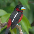 Black-and-red Broadbill-230604-206MSDCF-FYP01782-W.jpg