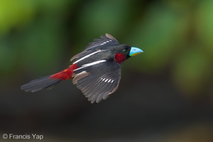 Black-and-red Broadbill-230604-206MSDCF-FYP02275-W.jpg (2801 visits) Black-and-red Broadbill at Chek Jawa, Pulau Ubin Black-and-red Broadbill-230604-206MSDCF-FYP02275-W.jpg