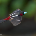 Black-and-red_Broadbill-230604-206MSDCF-FYP02275-W.jpg
