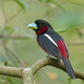 Black-and-red Broadbill-240423-225MSDCF-FYP08581-W.jpg
