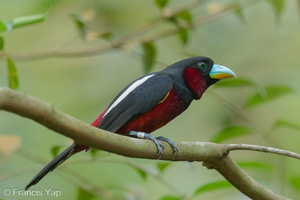 Black-and-red Broadbill-240423-225MSDCF-FYP08689-W.jpg (2040 visits) Black-and-red Broadbill at Sungei Buloh Wetland Reserve Black-and-red Broadbill-240423-225MSDCF-FYP08689-W.jpg