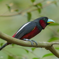 Black-and-red_Broadbill-240423-225MSDCF-FYP08689-W.jpg