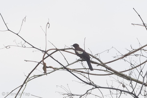 Black-and-white Bulbul-120529-111EOS1D-FYAP4823-W.jpg (3616 visits) Black-and-white Bulbul at Jelutong Tower Black-and-white Bulbul-120529-111EOS1D-FYAP4823-W.jpg