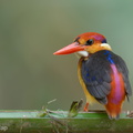 Black-backed_Dwarf_Kingfisher-221031-157MSDCF-FYP09641-W.jpg