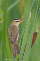 Black-browed Reed Warbler-120123-107EOS1D-FYAP5894-W.jpg (3594 visits) Black-browed Reed Warbler at Sengkang Floating Wetland Black-browed Reed Warbler-120123-107EOS1D-FYAP5894-W.jpg