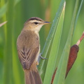 Black-browed_Reed_Warbler-120123-107EOS1D-FYAP5894-W.jpg