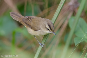 Black-browed Reed Warbler-121129-104EOS1D-FY1X1239-W.jpg (3592 visits) Black-browed Reed Warbler at Sengkang Floating Wetland Black-browed Reed Warbler-121129-104EOS1D-FY1X1239-W.jpg