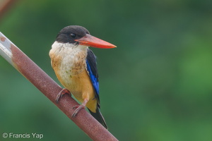Black-capped Kingfisher-230113-164MSDCF-FYP00179-W.jpg