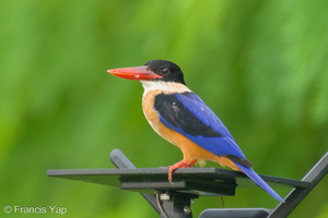 Black-capped Kingfisher-231216-212MSDCF-FYP00820-W.jpg