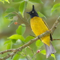Black-crested_Bulbul-190113-115ND500-FYP_0289-W.jpg