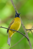 Black-crested Bulbul-211119-128MSDCF-FRY05977-W.jpg (3651 visits) Black-crested Bulbul at Bukit Timah summit Black-crested Bulbul-211119-128MSDCF-FRY05977-W.jpg