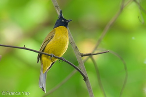 Black-crested Bulbul-211119-128MSDCF-FRY06013-W.jpg (3598 visits) Black-crested Bulbul at Bukit Timah summit Black-crested Bulbul-211119-128MSDCF-FRY06013-W.jpg