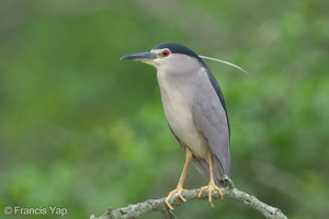 Black-crowned Night Heron-111108-109EOS7D-IMG_1880-W.jpg (3654 visits) Black-crowned Night Heron at Pasir Ris Park Black-crowned Night Heron-111108-109EOS7D-IMG_1880-W.jpg