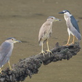 Black-crowned_Night_Heron-220417-146MSDCF-FRY00060-W.jpg
