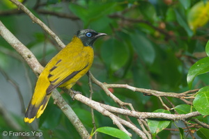 Black-headed Bulbul-111008-107EOS7D-IMG_8656-W.jpg