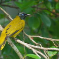 Black-headed_Bulbul-111008-107EOS7D-IMG_8656-W.jpg