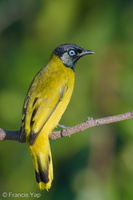 Black-headed Bulbul-180622-109ND500-FYP_9690-W.jpg