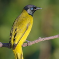 Black-headed_Bulbul-180622-109ND500-FYP_9690-W.jpg