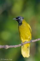 Black-headed Bulbul-180622-109ND500-FYP_9705-W.jpg