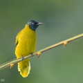 Black-headed_Bulbul-210623-114MSDCF-FRY05319-W.jpg