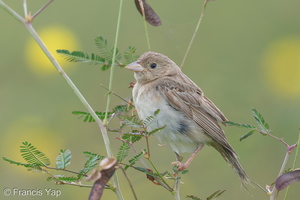 Black-headed Bunting-181118-113ND500-FYP_8365-W.jpg (3804 visits) Black-headed Bunting at Neo Tiew Harvest Place Black-headed Bunting-181118-113ND500-FYP_8365-W.jpg