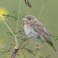 Black-headed_Bunting-181118-113ND500-FYP_8365-W.jpg