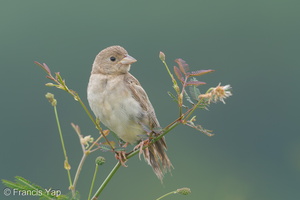 Black-headed Bunting-181118-113ND500-FYP_8813-W.jpg (3730 visits) Black-headed Bunting at Neo Tiew Harvest Place Black-headed Bunting-181118-113ND500-FYP_8813-W.jpg