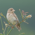 Black-headed_Bunting-181118-113ND500-FYP_8813-W.jpg