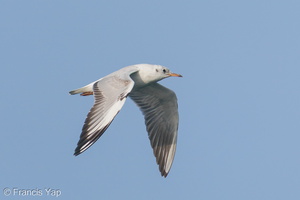 Black-headed Gull-200111-109MSDCF-FYP09759-W.jpg