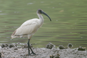 Black-headed Ibis-221101-158MSDCF-FYP00790-W.jpg
